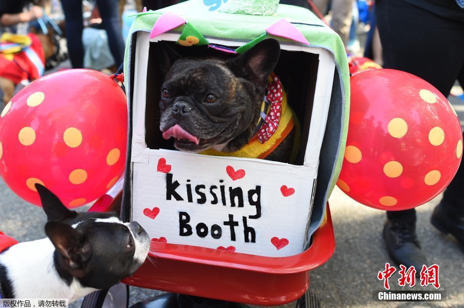 当地时间10月21日，美国民众携爱犬参加在纽约汤普金斯广场举行的万圣节狗狗大巡游，约500多只宠物身穿万圣节服装齐聚盛会。