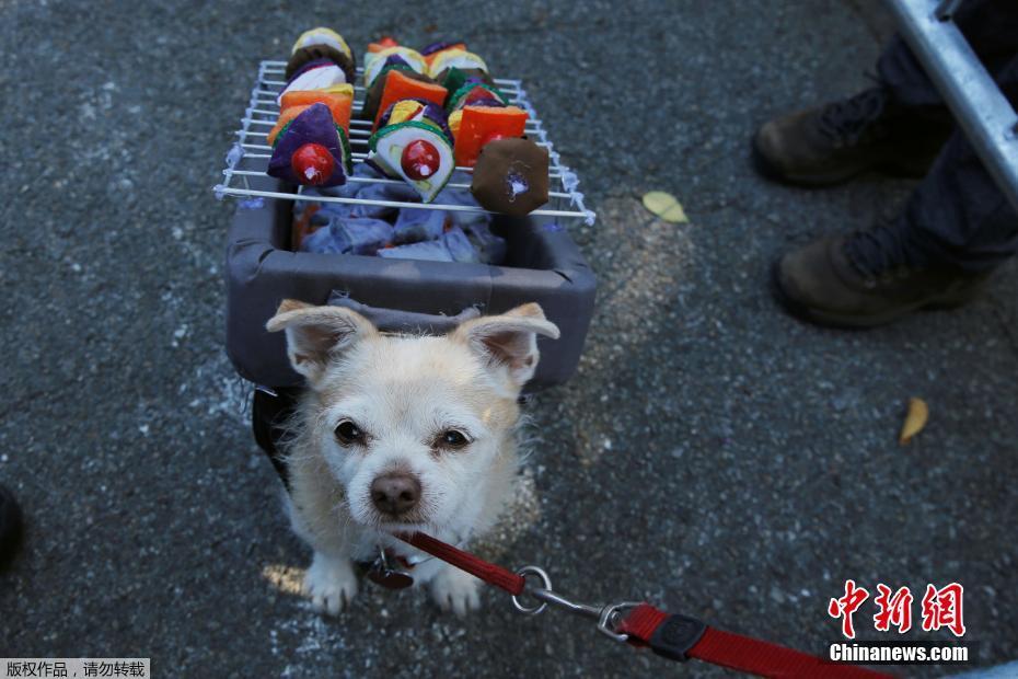 當地時間10月21日，美國民眾攜愛犬參加在紐約湯普金斯廣場舉行的萬聖節狗狗大巡遊，約500多只寵物身穿萬聖節服裝齊聚盛會。