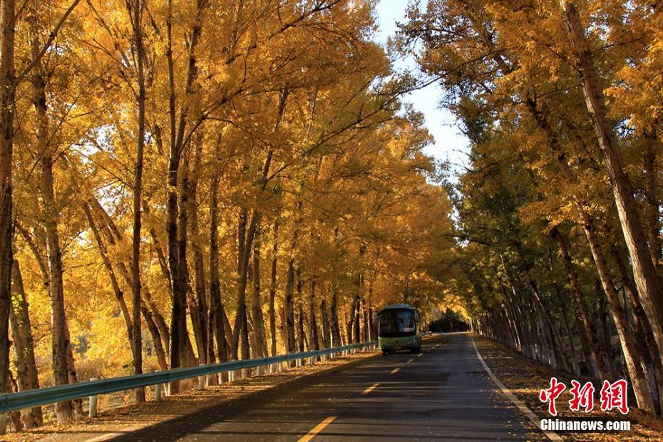新疆天山天池景区旅游公路变金色大道组图