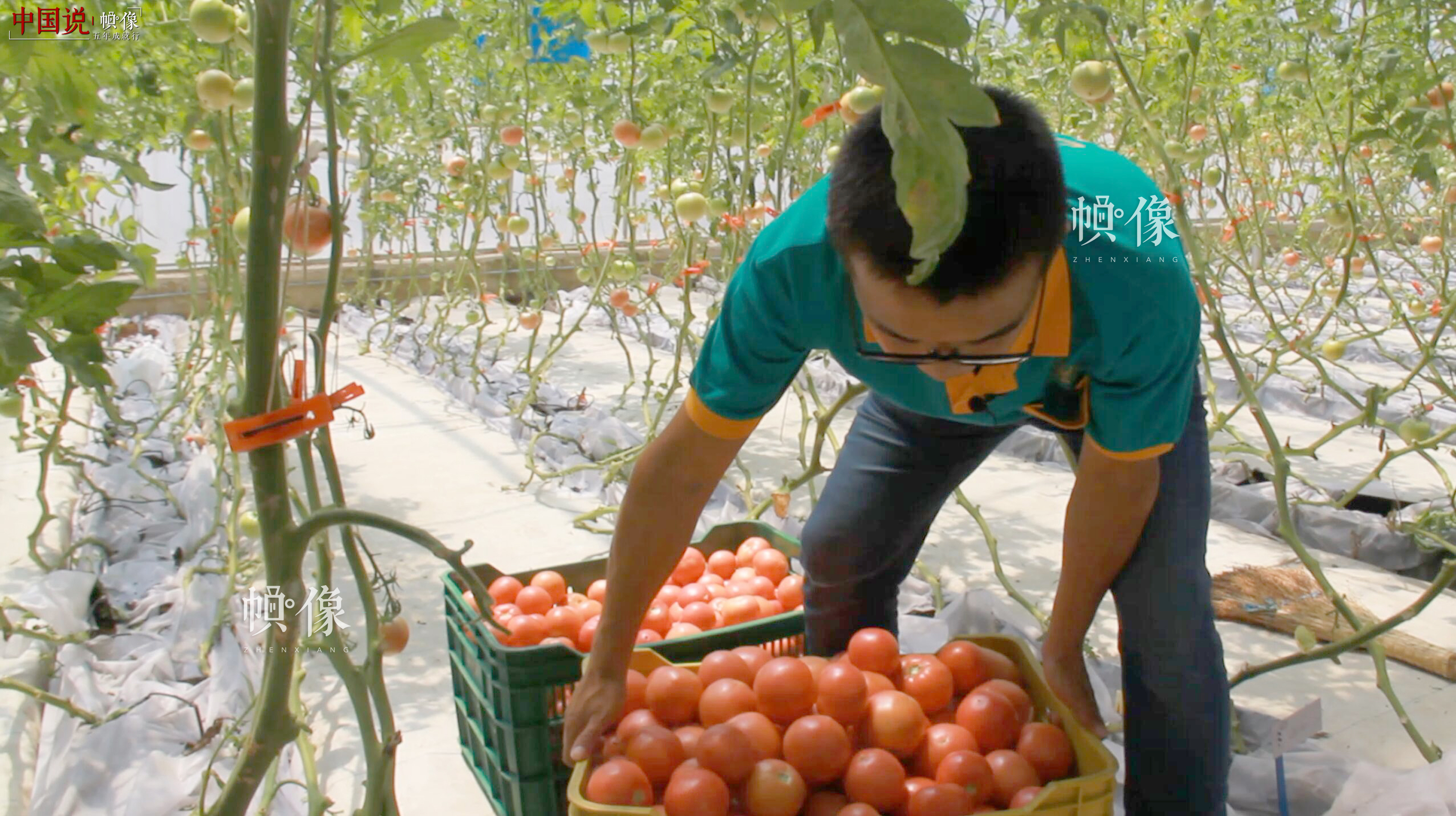 北京天安农业小汤山特菜基地技术员对蔬菜进行分拣。 中国网记者 赵超 摄