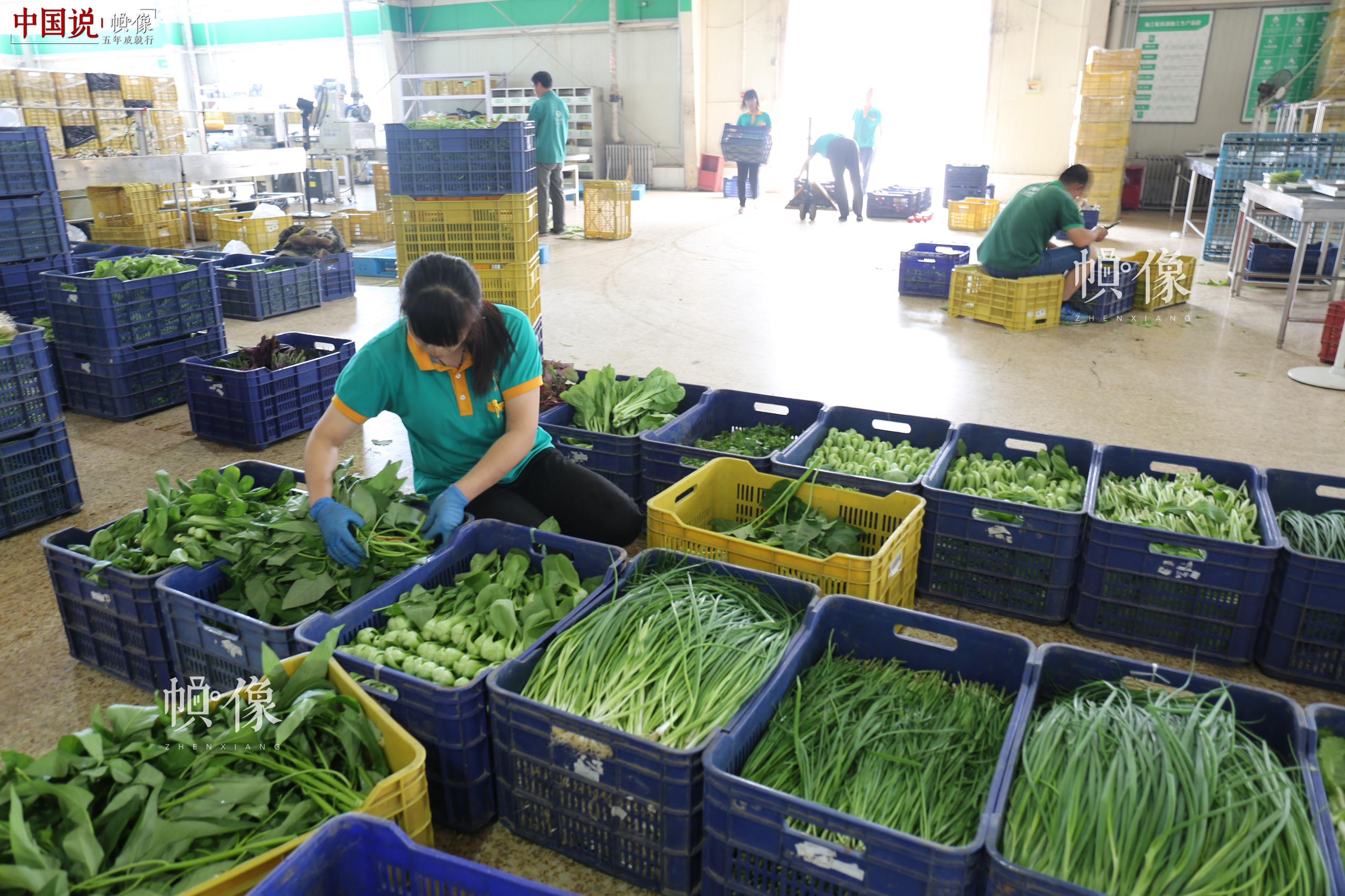 北京天安农业小汤山特菜基地员工对蔬菜进行包装处理。中国网记者 赵超 摄