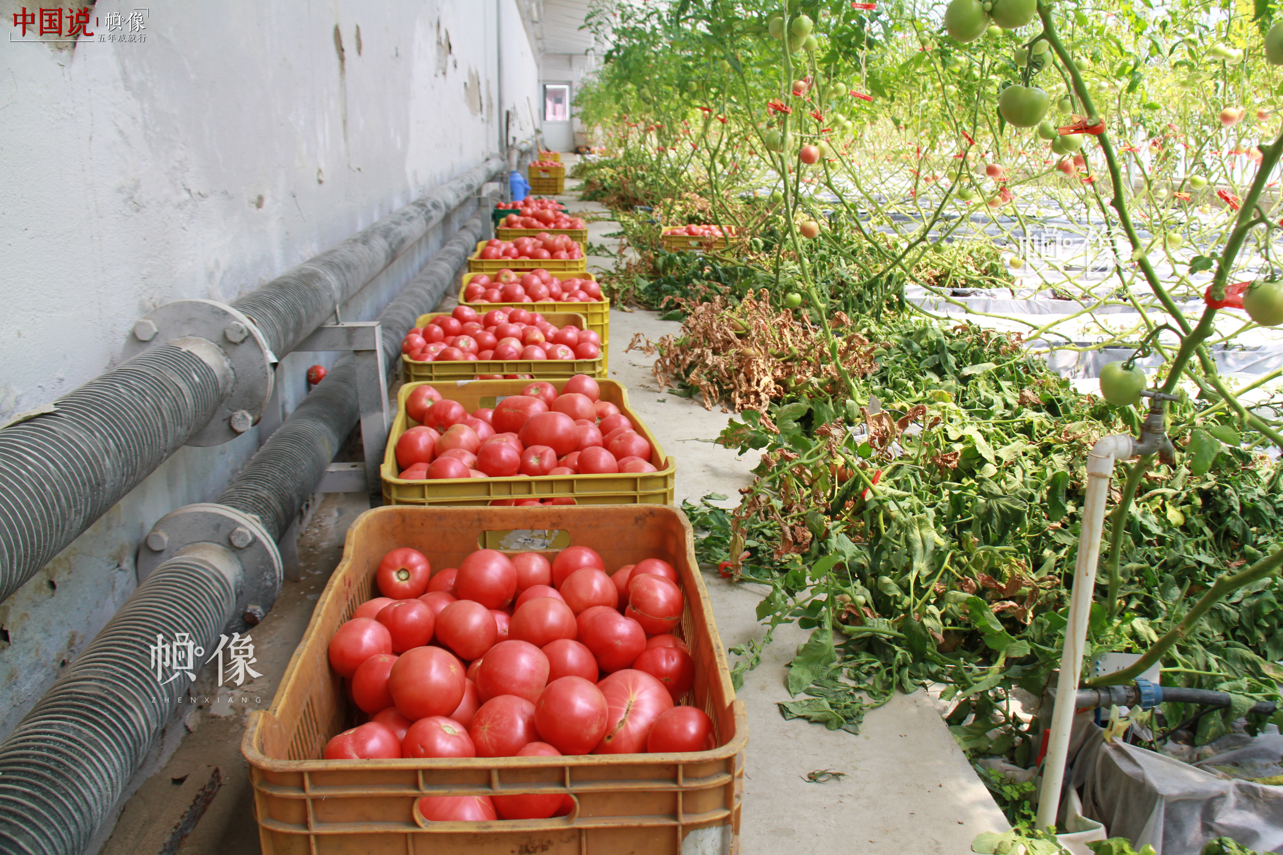 北京天安农业小汤山特菜基地刚摘下的数筐西红柿。中国网记者 赵超 摄