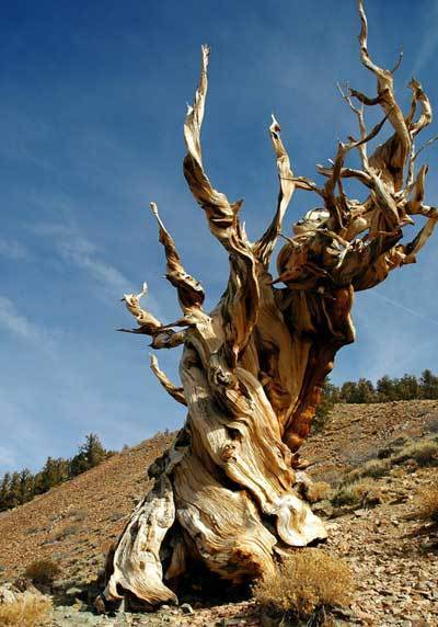 科学家揭示最古老树木生长模式