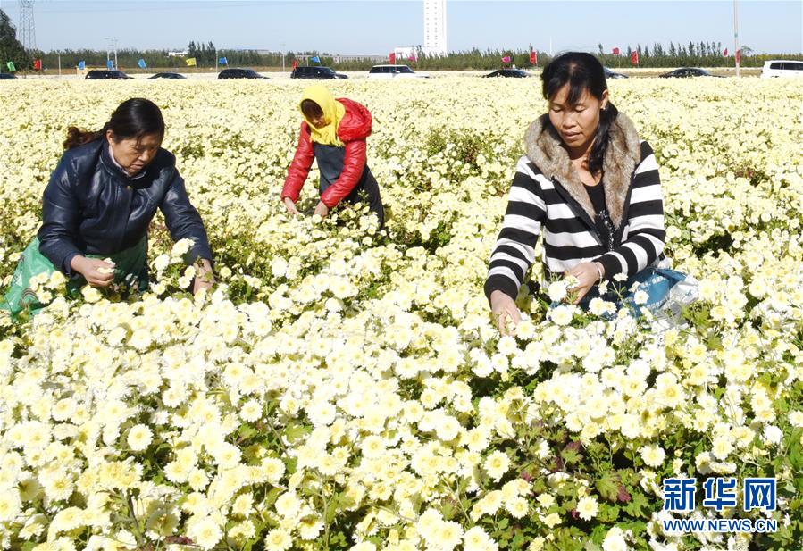 引导农民发展药用菊花,油用牡丹,油葵等特色种植业