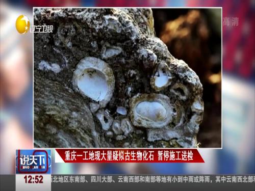 重庆一工地现大量疑似古生物化石 暂停施工送检