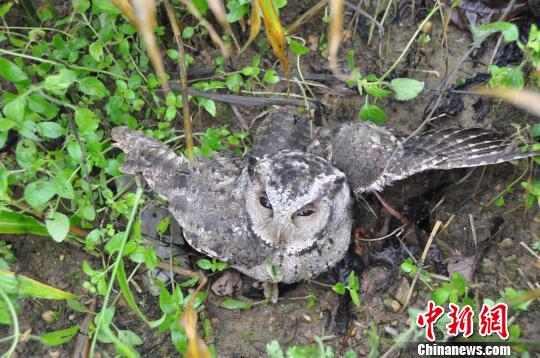 救助中新网昆明10月31日电(马骞田仁梅吕雪)农地里木桩上设了陷阱