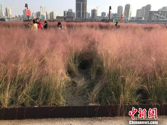 上海黄浦江边粉黛乱子草遭踩踏多处被“踩秃”