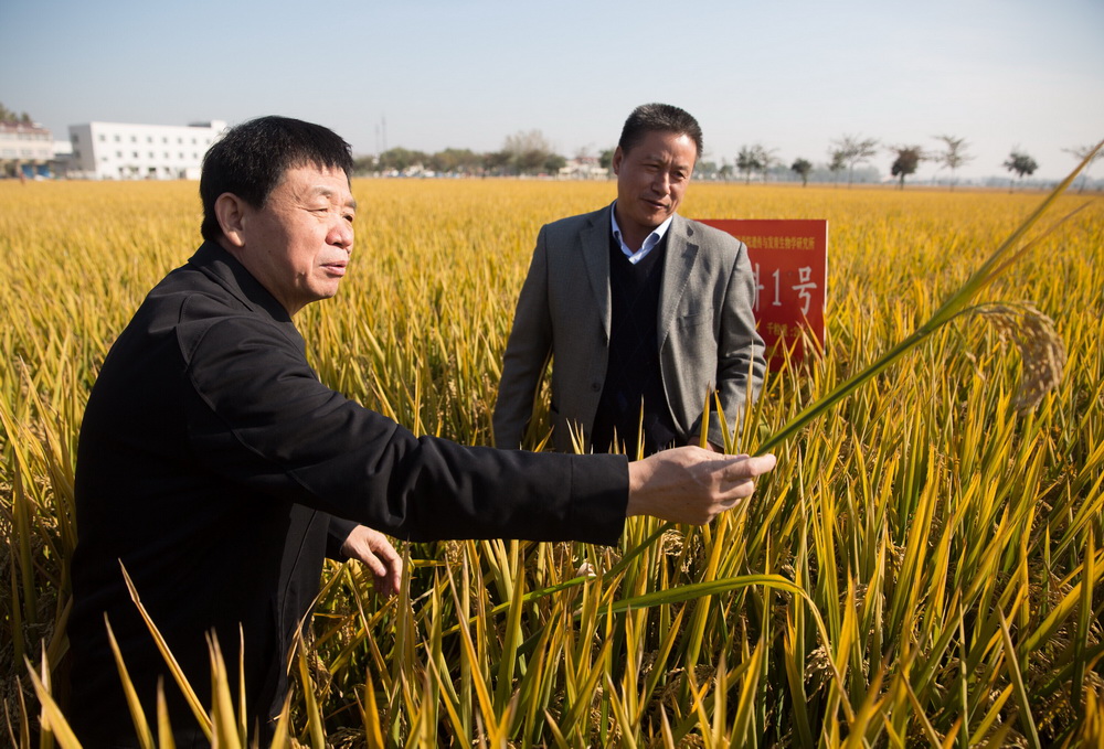 10月31日,中科院遗传与发育生物学研究所李家洋院士(左)、刘贵富副研究员在江苏省沭阳县青伊湖农场查看嘉优中科1号水稻生长情况。