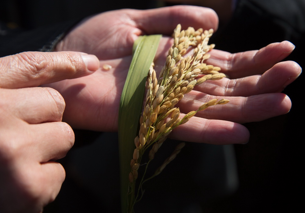 10月31日,专家在江苏省沭阳县青伊湖农场查看嘉优中科1号水稻生长情况。