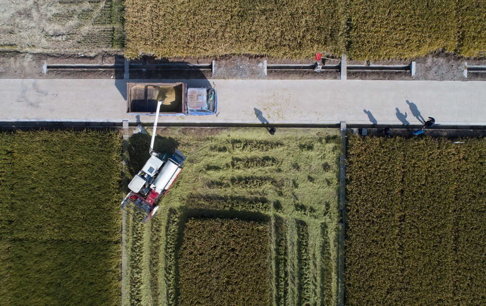 10月31日，在江苏省沭阳县青伊湖农场，专家和工作人员对嘉优中科1号水稻进行实收测产。