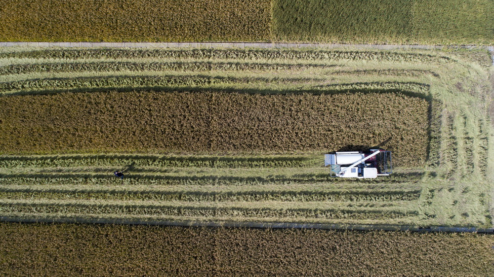 10月31日,在江苏省沭阳县青伊湖农场,专家和工作人员对嘉优中科1号水稻进行实收测产。
