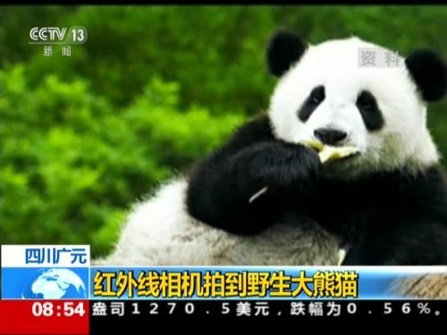 四川广元：红外线相机拍到野生大熊猫