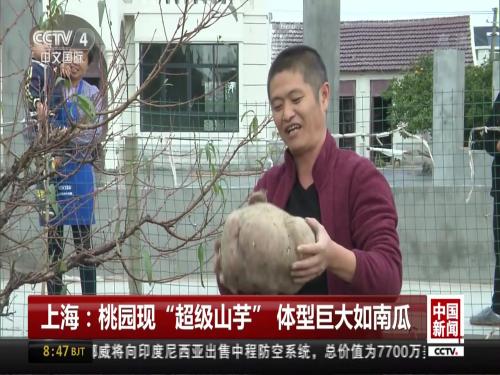 上海：桃园现“超级山芋” 体型巨大如南瓜