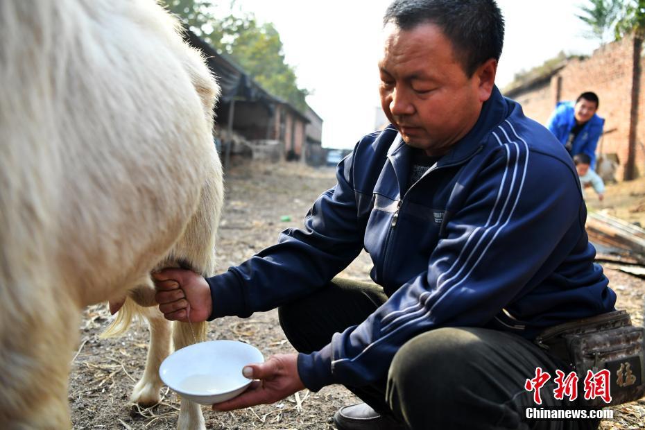 图为赵彦宁正在挤奶.中新社记者 翟羽佳 摄