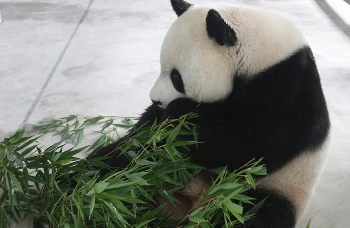 印尼：中国大熊猫逐步适应印尼新家 