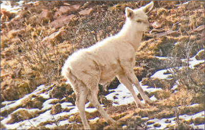 青海玉树：野生白色马鹿影像被首次记录