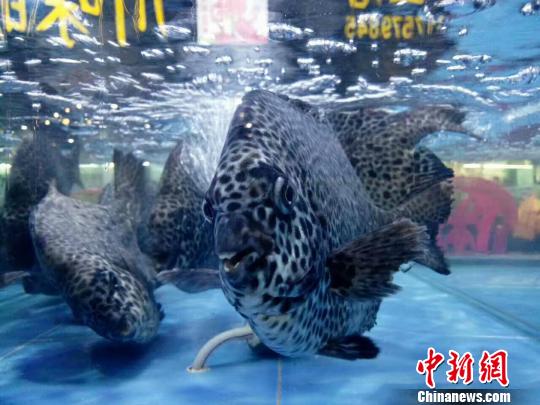 三亚两家海鲜店因“欺客宰客”被实行“一次性死亡”