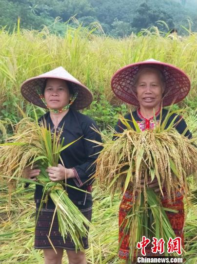 海南山兰稻成熟黎族民众“啦奥门”庆丰收