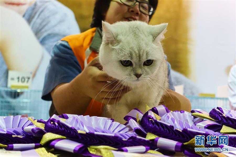 台北举行宠物用品博览会