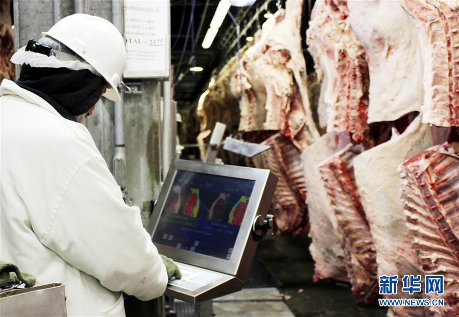 11月1日，在美国奥马哈大奥马哈牛肉公司，质检人员用机器检测牛肉品质并评定等级。