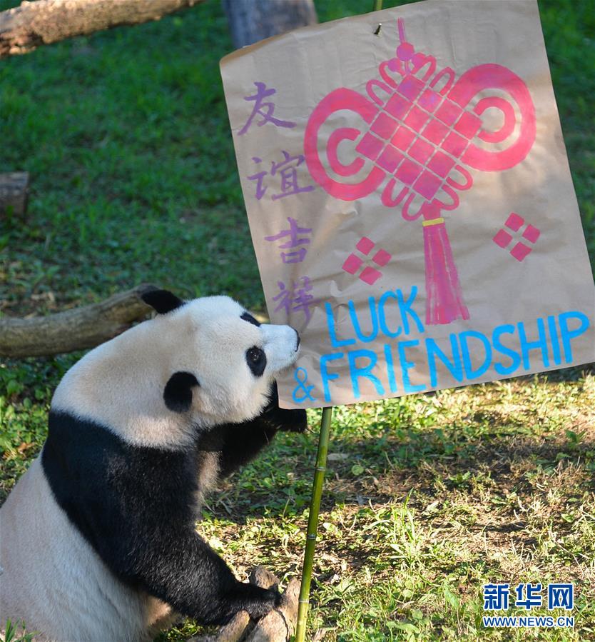 2016年8月20日，在美国首都华盛顿国家动物园，大熊猫“美香”在抓周仪式上替孩子“贝贝”选了象征友谊吉祥的中国结图案。