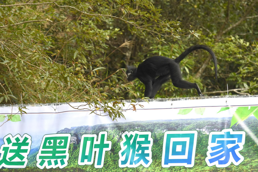 11月6日，一只黑叶猴在广西大明山国家级自然保护区放归适应性训练笼舍上准备回归自然家园。新华社记者 周华 摄