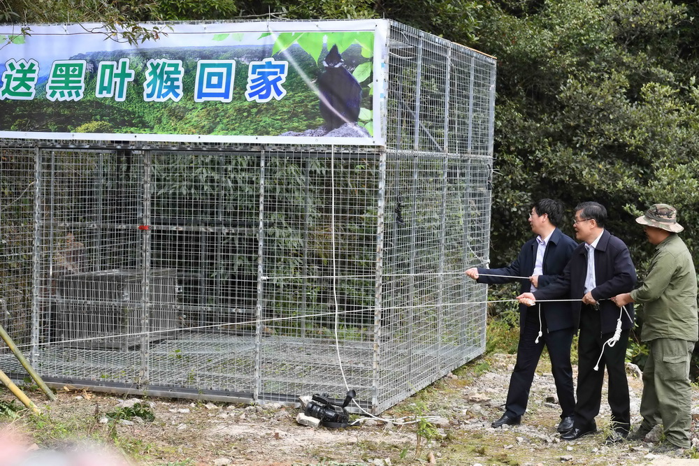 广西大明山国家级自然保护区拍摄的黑叶猴放归现场（11月6日摄）。新华社记者 周华 摄