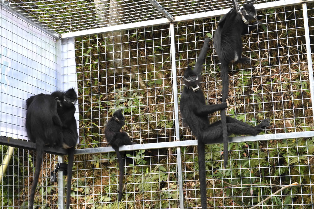 11月6日，五只黑叶猴在广西大明山国家级自然保护区放归适应性训练笼舍里。新华社记者 周华 摄