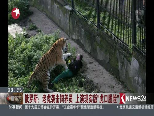 俄罗斯：老虎袭击饲养员 上演现实版“虎口脱险”