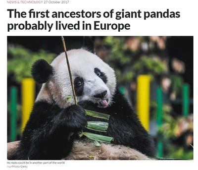 《新科学家》关于匈牙利发现熊猫化石的报道。图/网站截图