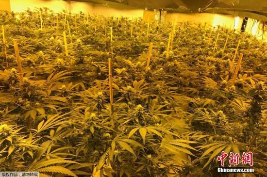 资料图片:大麻类植物种植地。