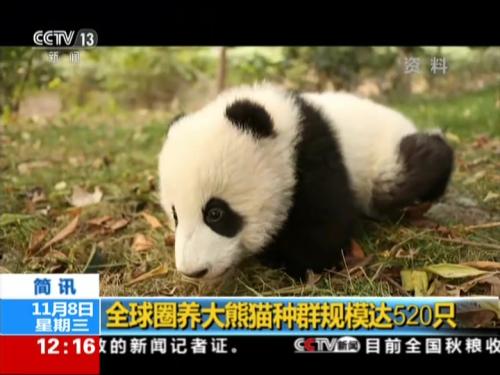 全球圈养大熊猫种群规模达520只 