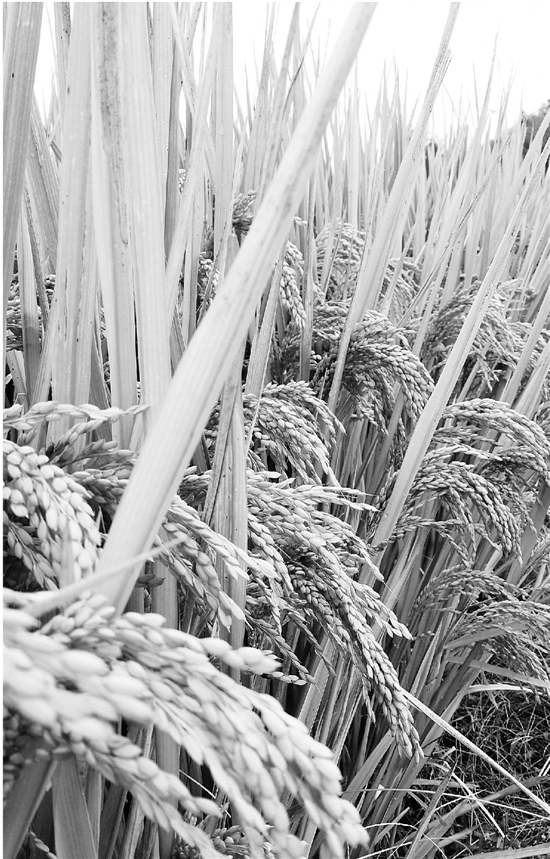 亩产破1000公斤 浙江水稻新纪录紧追袁隆平(图)