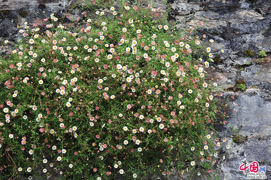 莫克洛斯庄园的雏菊