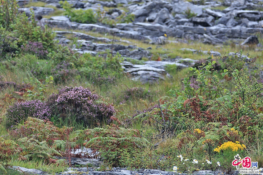 戈尔韦郡优美的山地风光