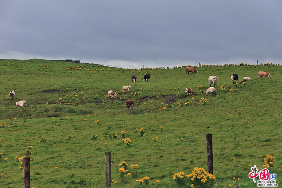莫赫悬崖生长着许多珍稀植物