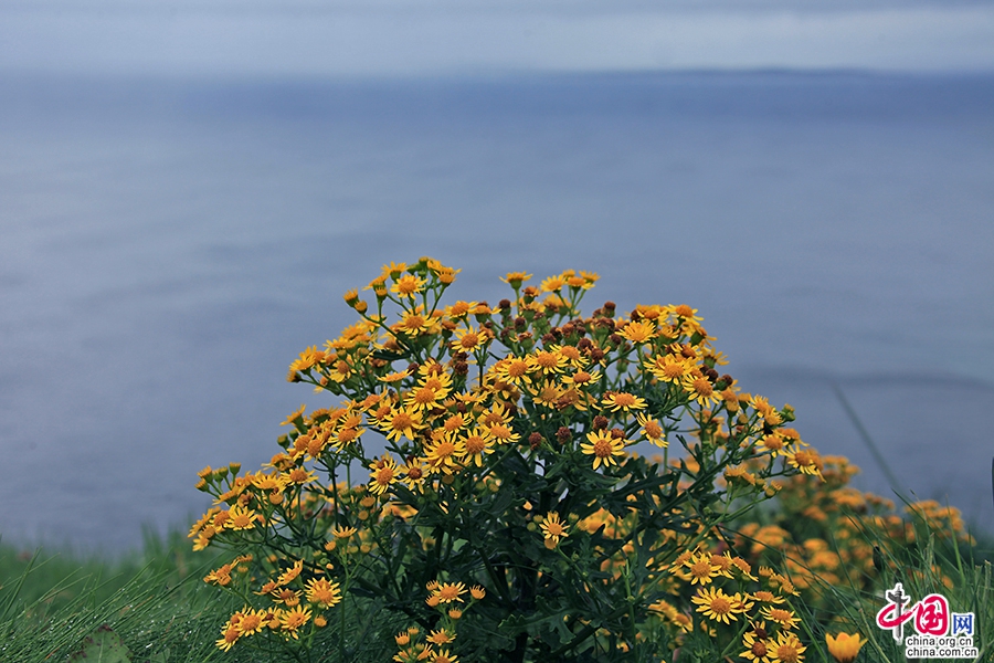 莫赫悬崖上野花绽放