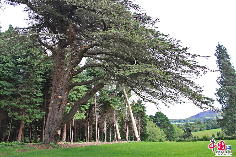 宝尔势格庄园古树参天