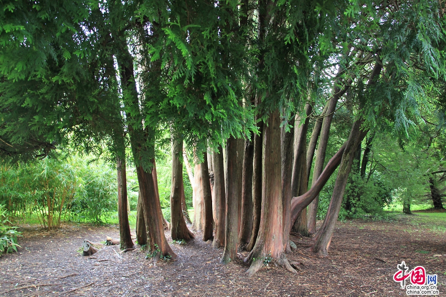 宝尔势格庄园古树参天