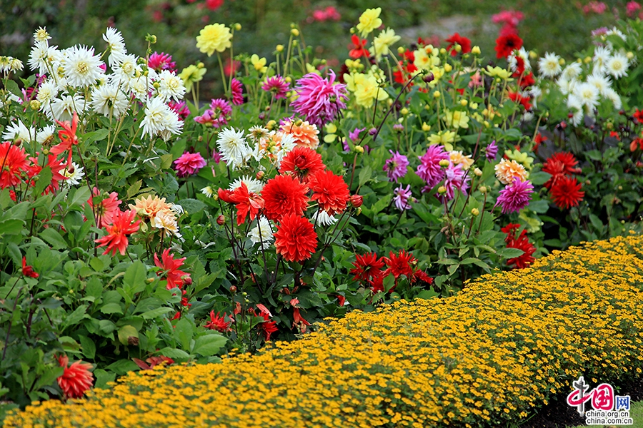 宝尔势格庄园花圃内花朵争奇斗艳