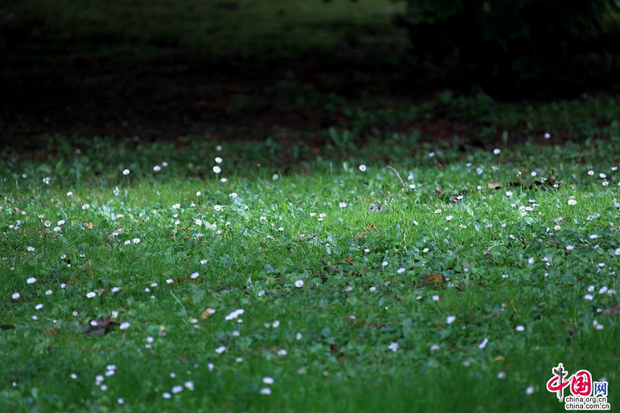 宝尔势格庄园绿地上的野花