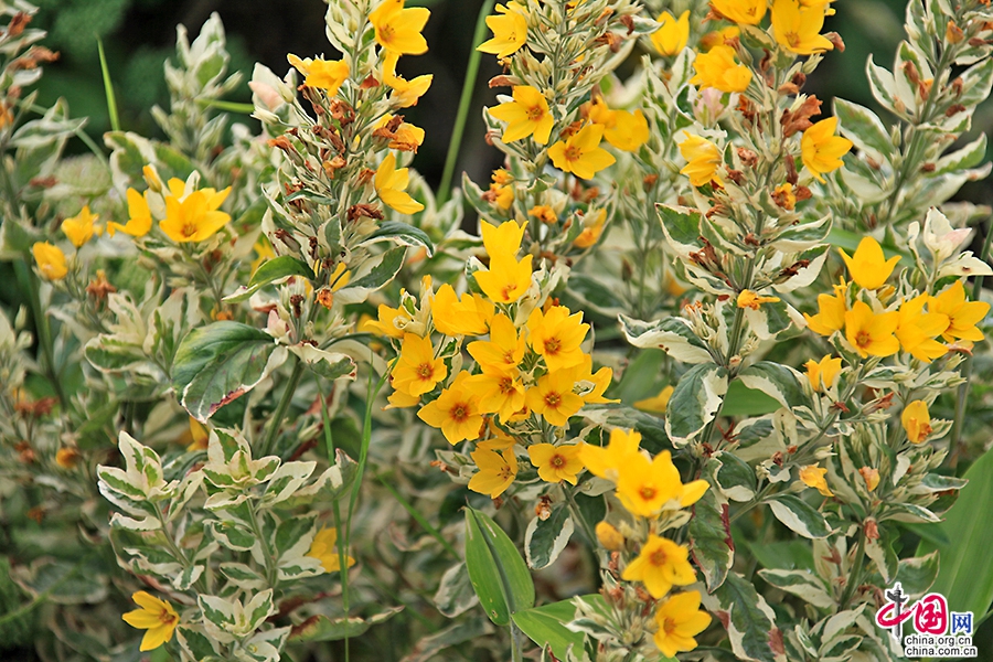 宝尔势格庄园四季繁花似锦