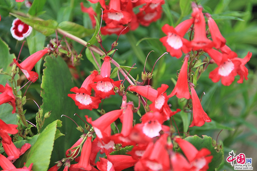 宝尔势格庄园四季繁花似锦