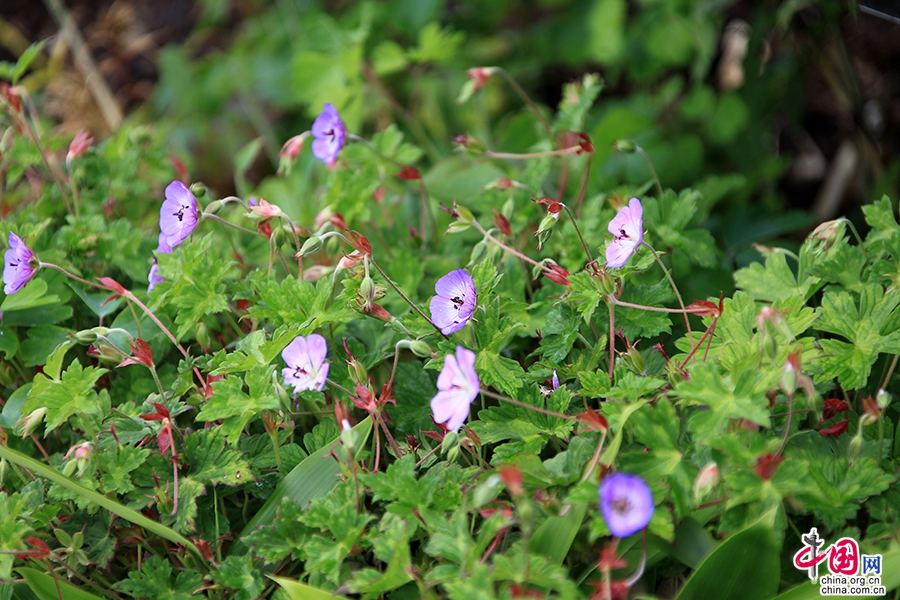 宝尔势格庄园四季繁花似锦