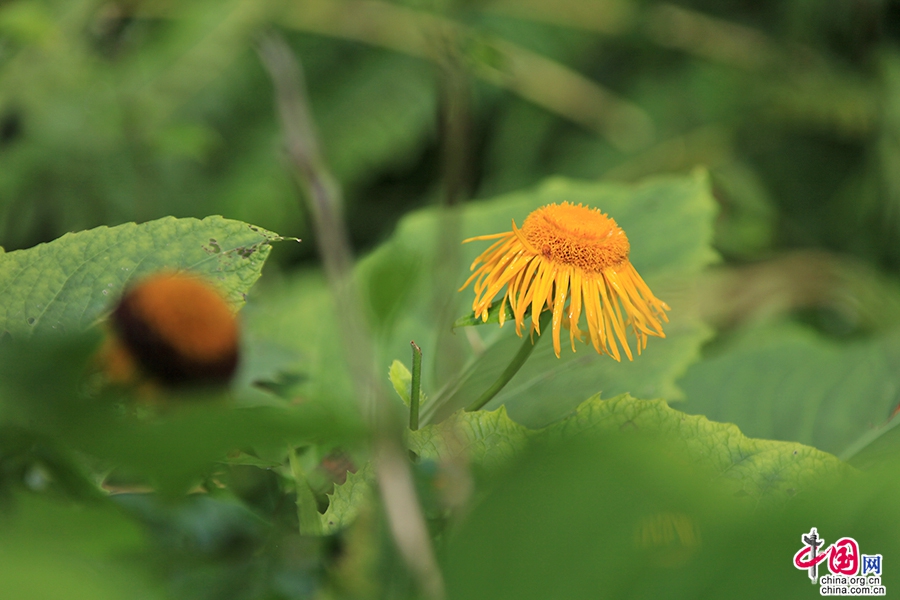 宝尔势格庄园四季繁花似锦