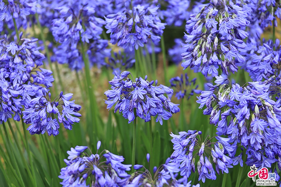 宝尔势格庄园的百子莲