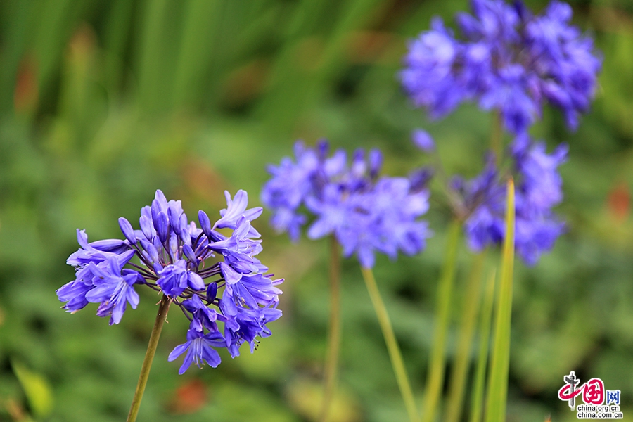 宝尔势格庄园的百子莲