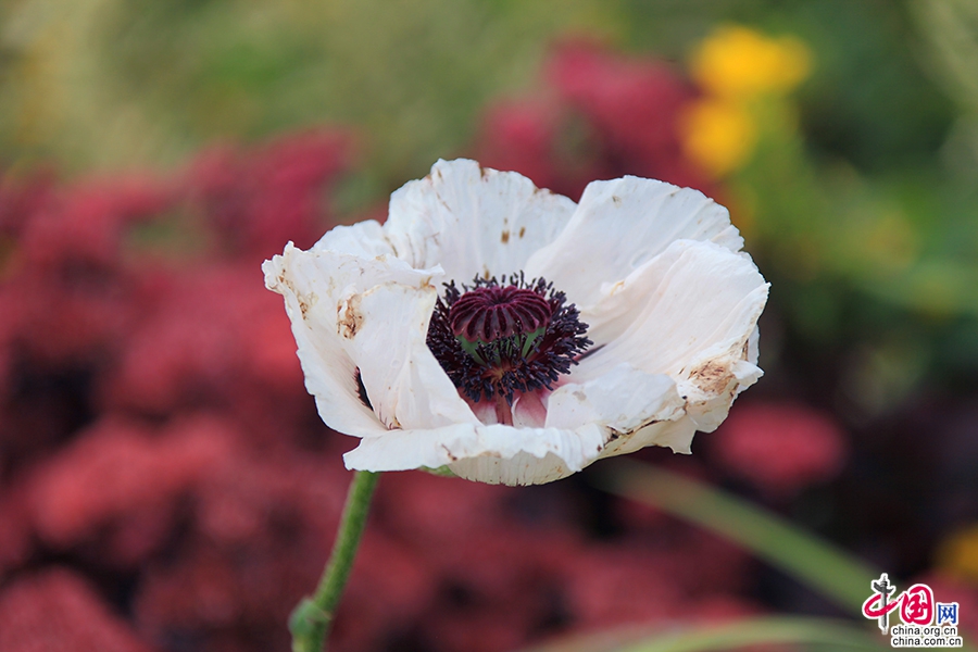 宝尔势格庄园的冰岛罂栗