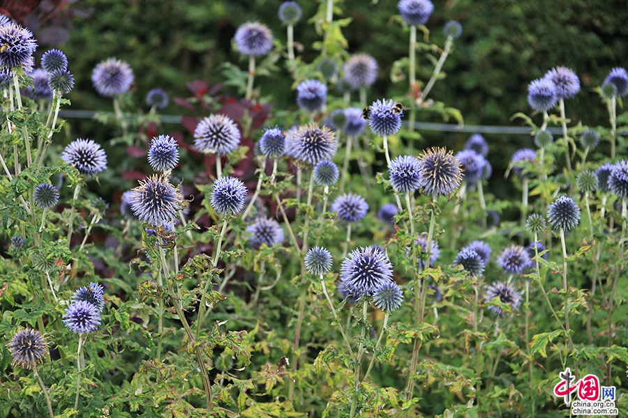 宝尔势格庄园的蓝刺头