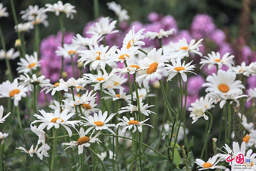 宝尔势格庄园的白晶菊